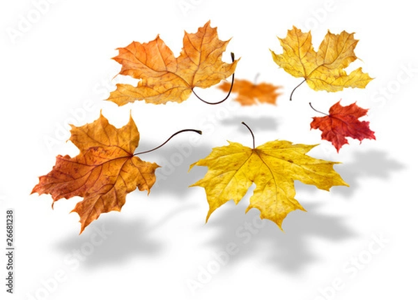 Fototapeta Colorful autumn maple leaves flying on white background
