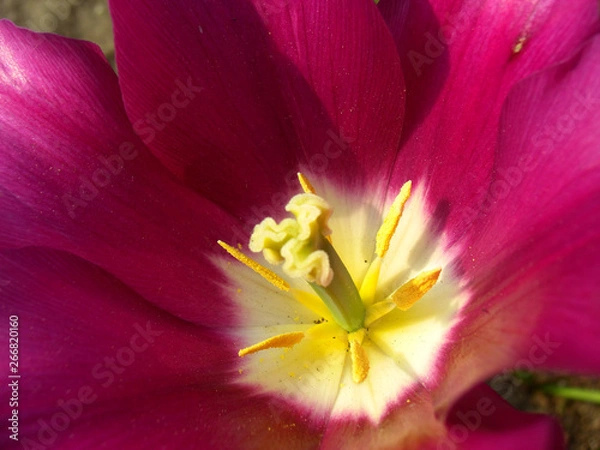 Obraz closeup purple flower 