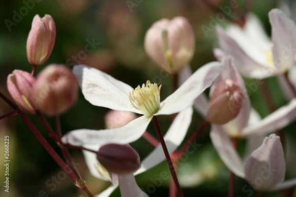 Obraz clematis armandii