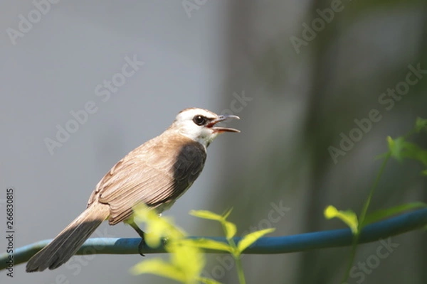 Obraz bird