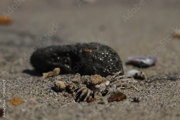 Obraz crab on the beach