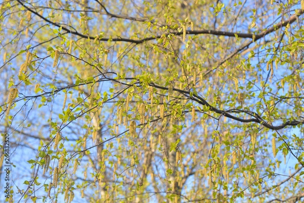 Obraz Earrings flowering birch tree.