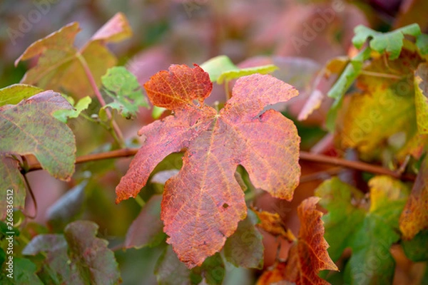 Obraz red autumn leaves