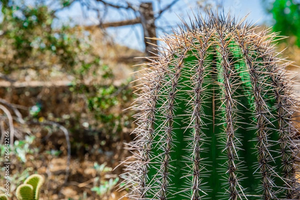 Obraz cactus