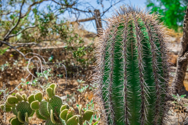 Fototapeta cactus