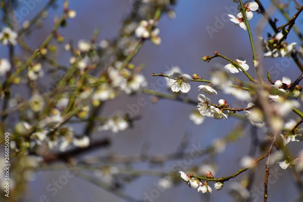 Obraz 白くて小さい梅