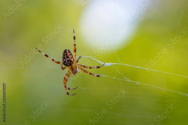 Fototapeta Female of the garden-spider sits in the center of its web