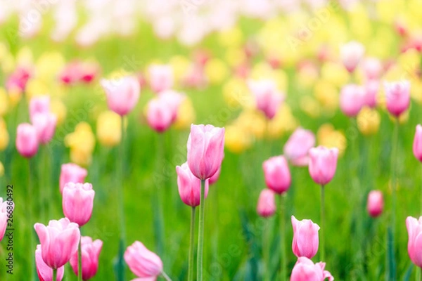 Fototapeta Elegant and noble tulips