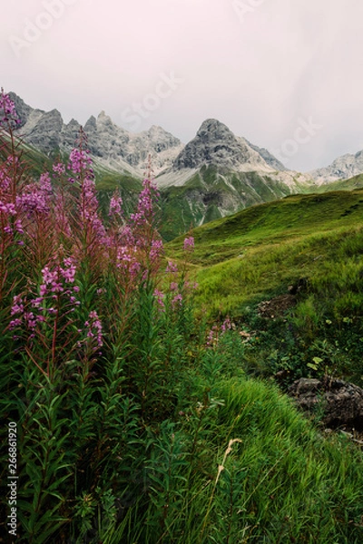 Obraz Alpenblumen vor Gipfelzug