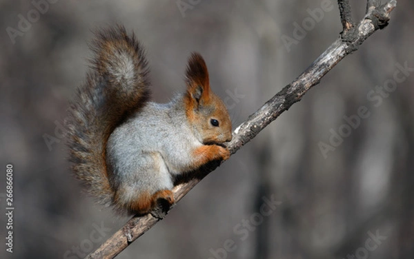 Fototapeta red squirrel on a tree