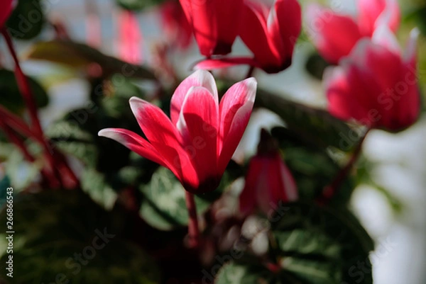 Obraz red cyclamen close-up on green background