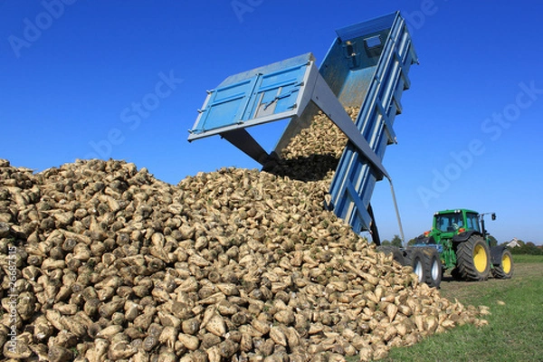 Obraz Zbiory buraków