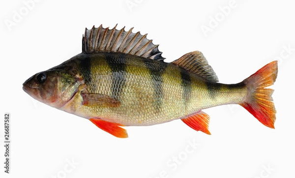 Obraz Речной окунь