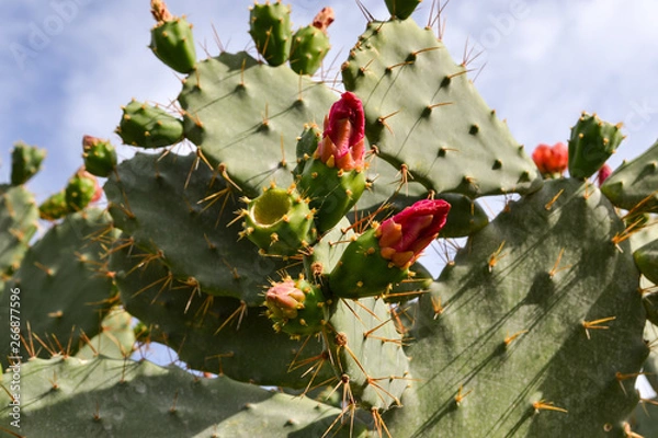 Fototapeta Prickly pear cactus with red flowers.
