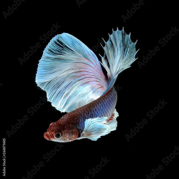 Obraz Betta Siamese Fighting Fish