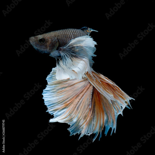 Obraz Betta Siamese Fighting Fish