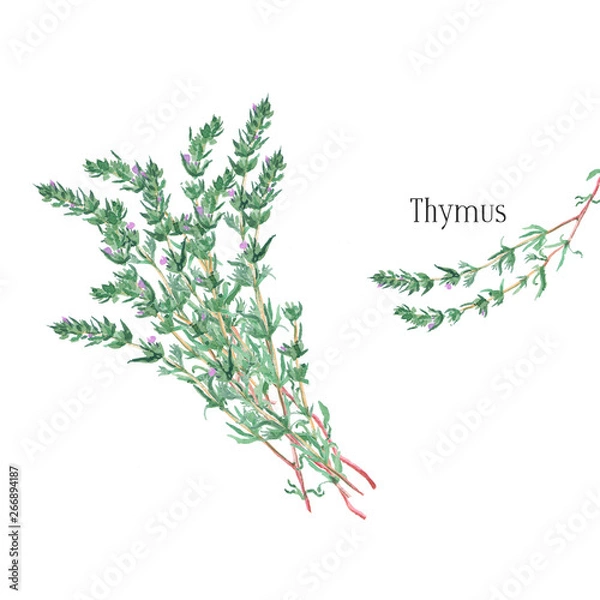 Fototapeta Thyme bunch and a single twig. Watercolor illustration on white