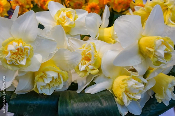 Obraz Details of the white and yellow petals of this beautiful daffodils