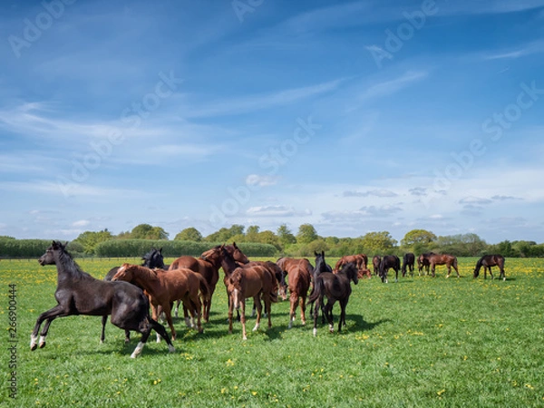 Obraz Horses and foals on a ranch in Denmark