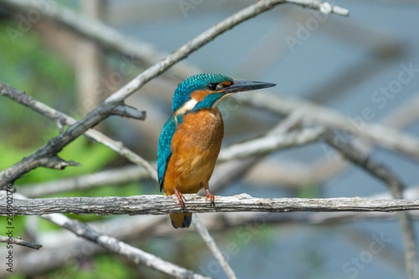 Fototapeta Eisvogel (Alcedo atthis)