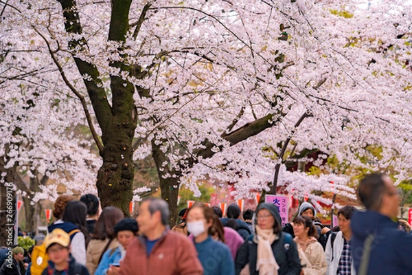 Obraz 上野恩賜公園の桜を見る人々