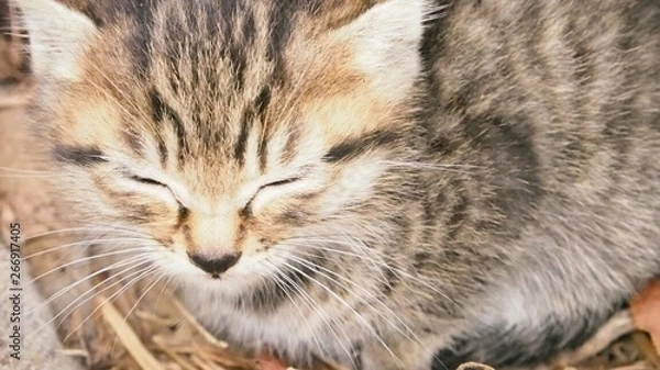 Obraz 草むらにいた猫の親子