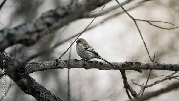 Fototapeta bird Sparrow on a branch