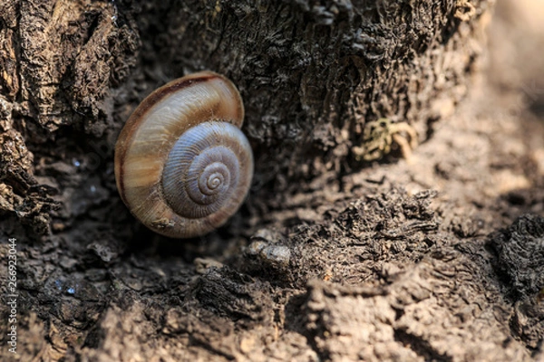 Fototapeta Take a close-up shot of the snail