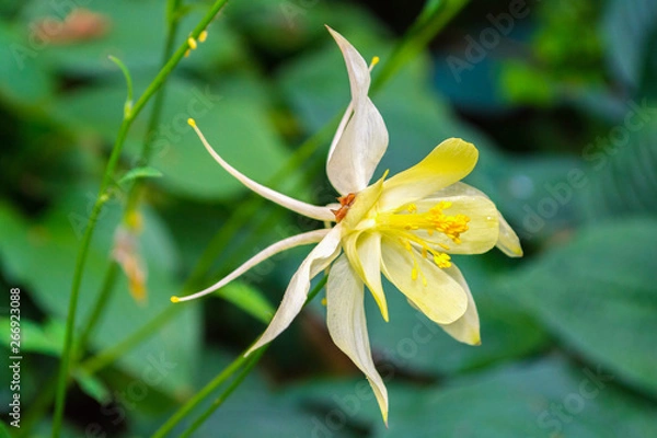 Fototapeta white flower
