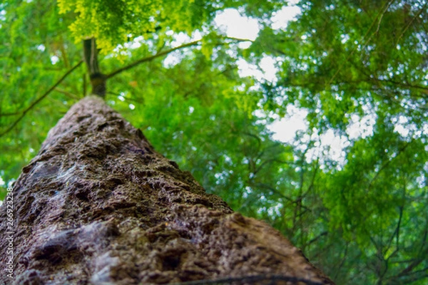 Obraz tree from the ground