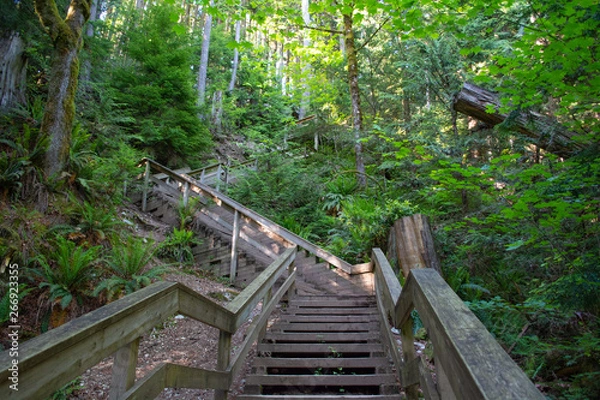 Obraz Stairs in florest