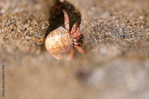 Obraz Hermit crab, lat. Paguroidea . Hermit crab runs on a stone, close-up, shallow depth of field. Sri-Lanka.
