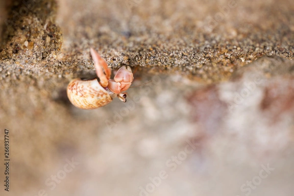 Obraz Hermit crab, lat. Paguroidea . Hermit crab runs on a stone, close-up, shallow depth of field. Sri-Lanka.