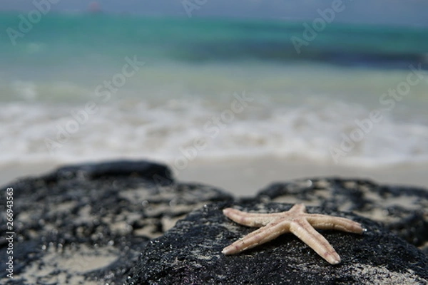 Fototapeta Starfish Indian Ocean