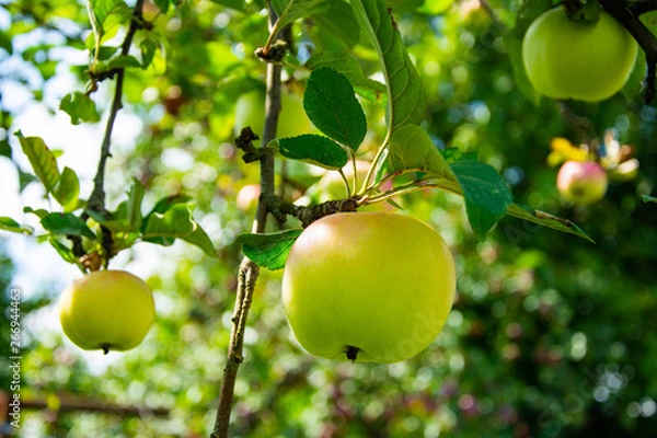 Fototapeta A few apples hang on the branches of an apple tree.