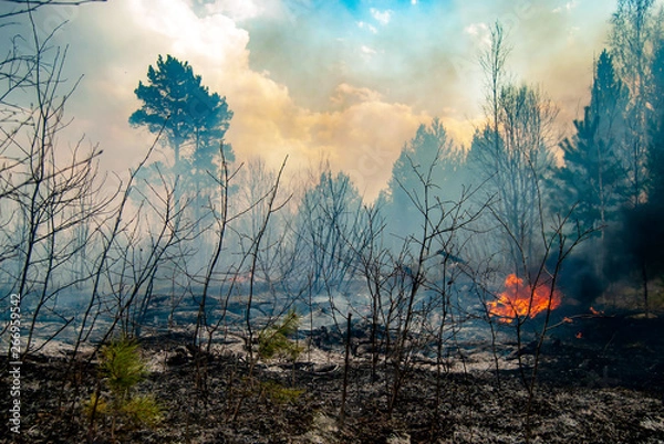 Fototapeta Forest fire. Spring. Grass and trees are burning. Fire and smoke.