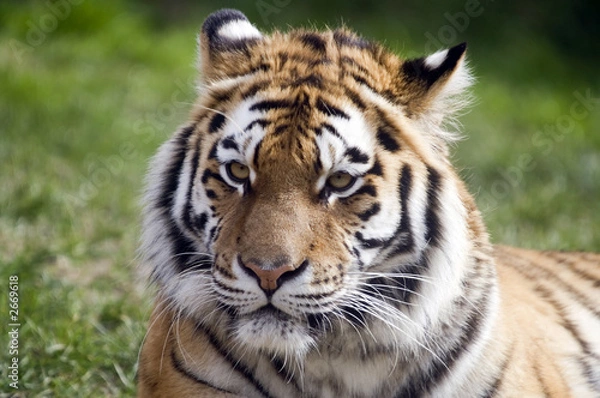 Fototapeta amur tiger