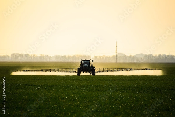 Fototapeta tractor with the help of a sprayer sprays liquid fertilizers on young wheat in the field.