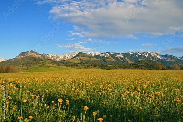 Fototapeta Allgäu - Binse - Frühling - Löwenzahn - Berge - Alpen