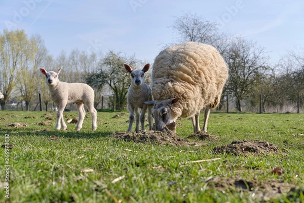 Obraz Sheep, lamb
