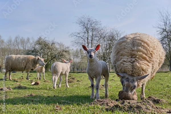 Obraz Sheep, lamb