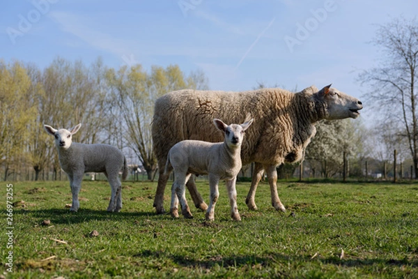 Fototapeta Sheep, lamb