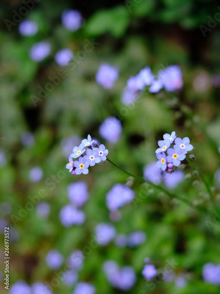 Fototapeta Spring flower, blue