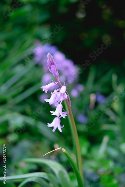 Obraz Bluebells Spring flower, blue