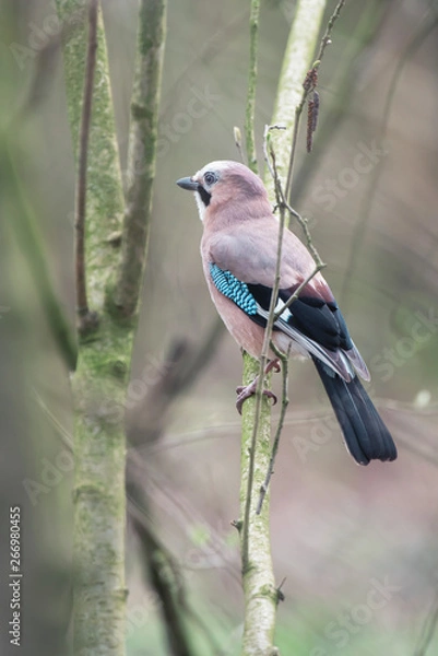 Fototapeta Eurasian jay perched on a branch in the bush.