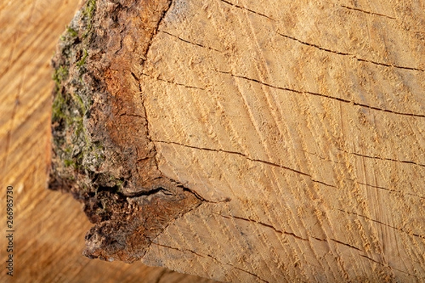 Obraz The texture of hardwood. Cross-section of a beech tree trunk.