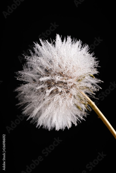 Obraz wet dandelion on white background