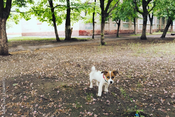 Obraz Cute puppy playing in park