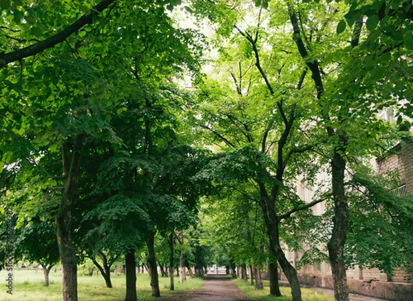Obraz trees in the park