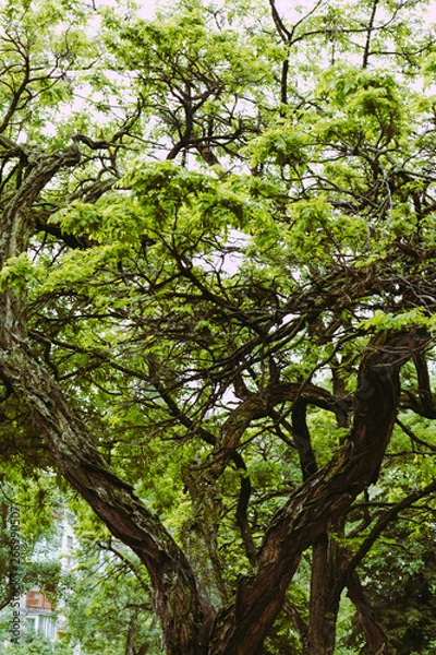 Fototapeta old oak tree